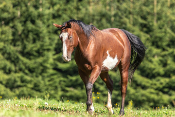 Naklejka na ściany i meble Portrait of a brown pinto horse on a meadow