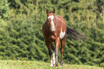 Portrait of a brown pinto horse on a meadow