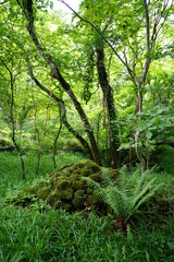 a flourishing dense forest in the sunlight