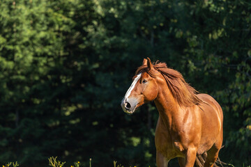 Portrait of a chestnut draft horse on a meadow