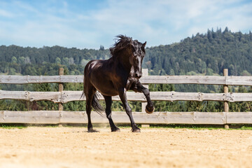 Portrait of a beautiful black fresian horse galloping across an outdoor riding arena