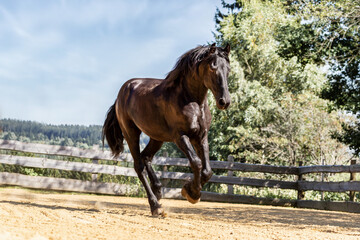 Portrait of a beautiful black fresian horse galloping across an outdoor riding arena
