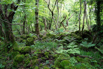 Fototapeta premium a flourishing dense forest in the sunlight