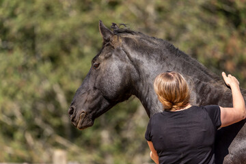 A person petting a fresian horse