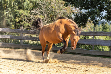 A dun horse bucking coltish on a paddock