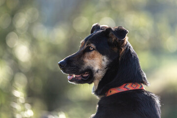 Portrait of a cute shepherd mongrel dog outdoors