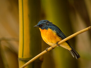 Tickells Blue Flycatcher
