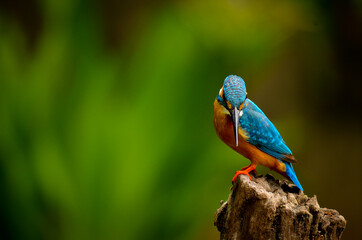 Common Kingfisher