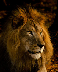 Asiatic Lion