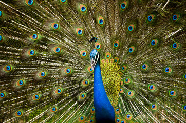 Obraz premium National Bird