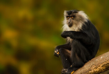 Lion Tailed Macaque