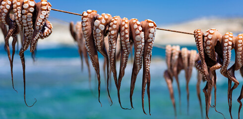 octopus drying out after fishing. © Frédéric Prochasson