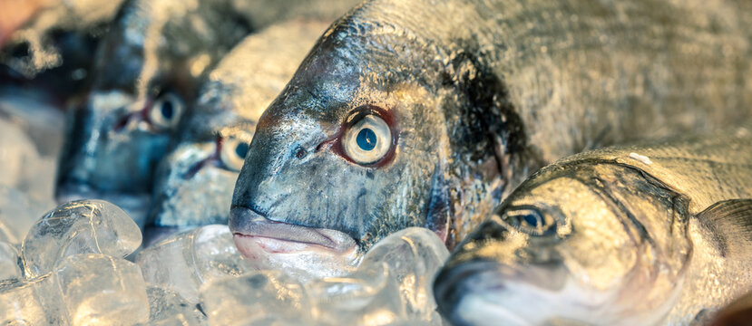 fresh fich on ice in a market