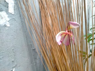 tropical flower is occurring in the middle of the broom stick