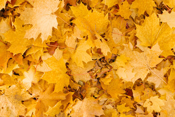 Naklejka na ściany i meble Natural autumn background. Fallen autumn yellow maple leaves