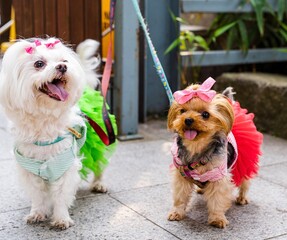 yorkshire terrier puppies