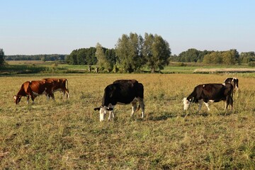 A herd of cows grazing in a meadow against the background of the Masovian landscape in Poland .