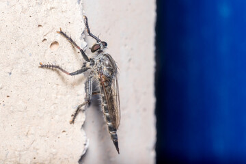 Robber fly, Asilidae sp., posed on a concrete wall on a sunny day. High quality photo