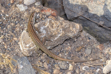 Wall lizard, Podarcis liolepis, heating up on a rock on a sunny day. High quality photo