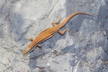 Wall lizard, Podarcis liolepis, heating up on a rock on a sunny day. High quality photo
