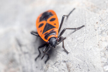 Pyrrhocoris apterus posed on a rock on a sunny day. High quality photo