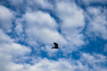 bird in the sky