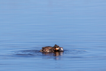 Great crested grebe preening in the lake