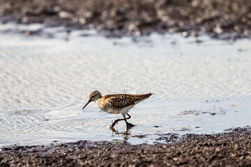 Wood sandpiper walking in the water at a beach