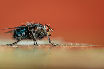 European Bluebottle, Hughes, ACT, September 2021