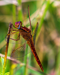 Fire dragonfly