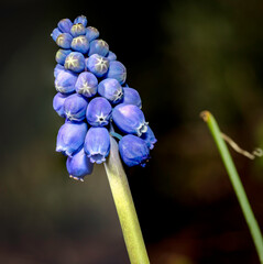 Grape hyacinth (Muscari armeniacum), Hughes, ACT, August 2021