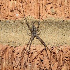 Fickert’s Two-tailed Spider, Hughes, ACT, September 2021