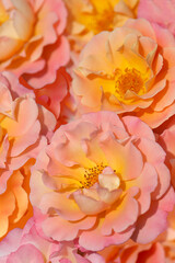 Fototapeta na wymiar Yellow and pink roses in the garden. Blurred.