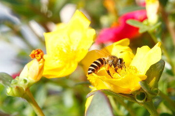 Bees are insects with wings closely related to wasps and ants, known for their role in pollination and, in the case of the best-known bee species, the western honey bee, for producing honey.