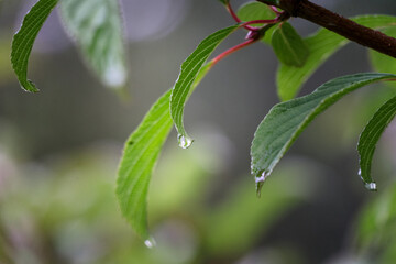 Fototapeta na wymiar Raindrops pearling from cherry tree leaves on a rainy day