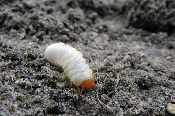 A close-up of a white fat grub with an orange head and six orange legs dug out from the ground