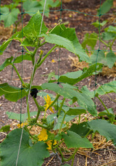 A cucumber that grows in a private garden in natural conditions. Green shoots of cucumbers with leaves on a trellis, young cucumber bushes with flowers and small fruits. Organic food. Close-up