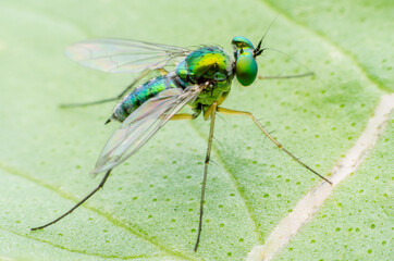 Super macro fly