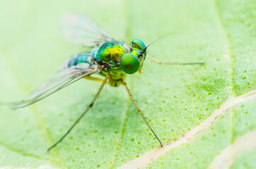 Super macro fly