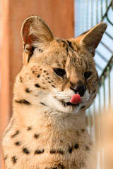 Serval cat in the Ukrainian zoo, a rare species of cat.