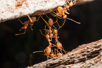 The bridge red ant