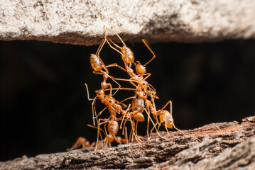 The bridge red ant