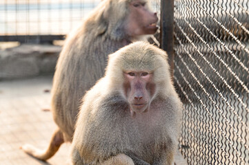 baboon hamadryad in the zoo, the life of an animal in captivity.