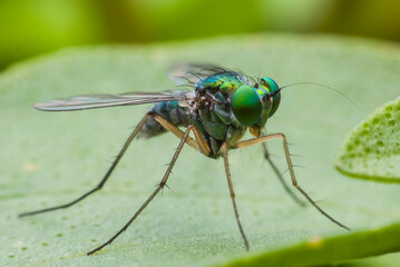 Super macro fly