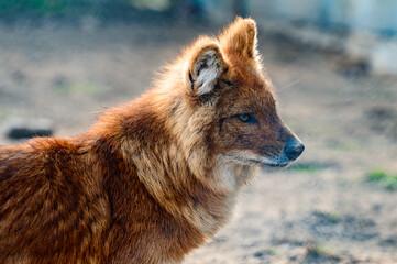 red wolf in the zoo, a beast of prey in a cage.