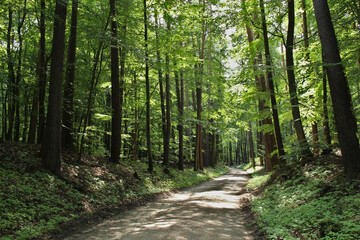 Weg durch einen Buchenwald bei Sonnenschein