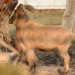 Maned ram eats hay, an animal in the zoo.
