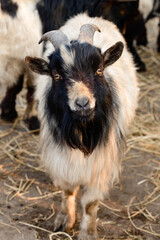 Welsh goat with large and sharp horns, a zoo with unusual animals.