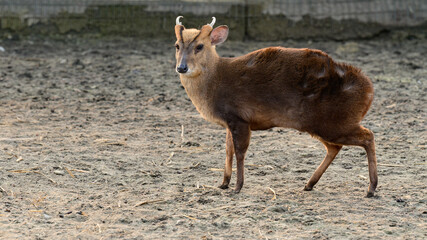 Small Chinese muntjaki in a zoo, an animal with small horns.