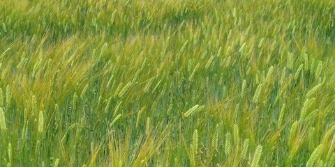 green wheat in the field in japan